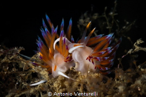 A pair of Cratena peregrina nudibranchs crawls across the... by Antonio Venturelli 